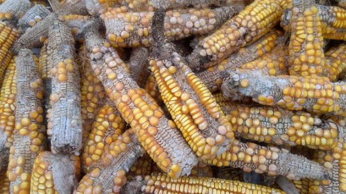 Afflatoxin Bill In The Offing As East African Community Seeks Funding.