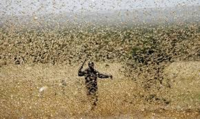 The Invasion Of Desert Locusts And What It Means To The Governments Of The Great Lakes Region.